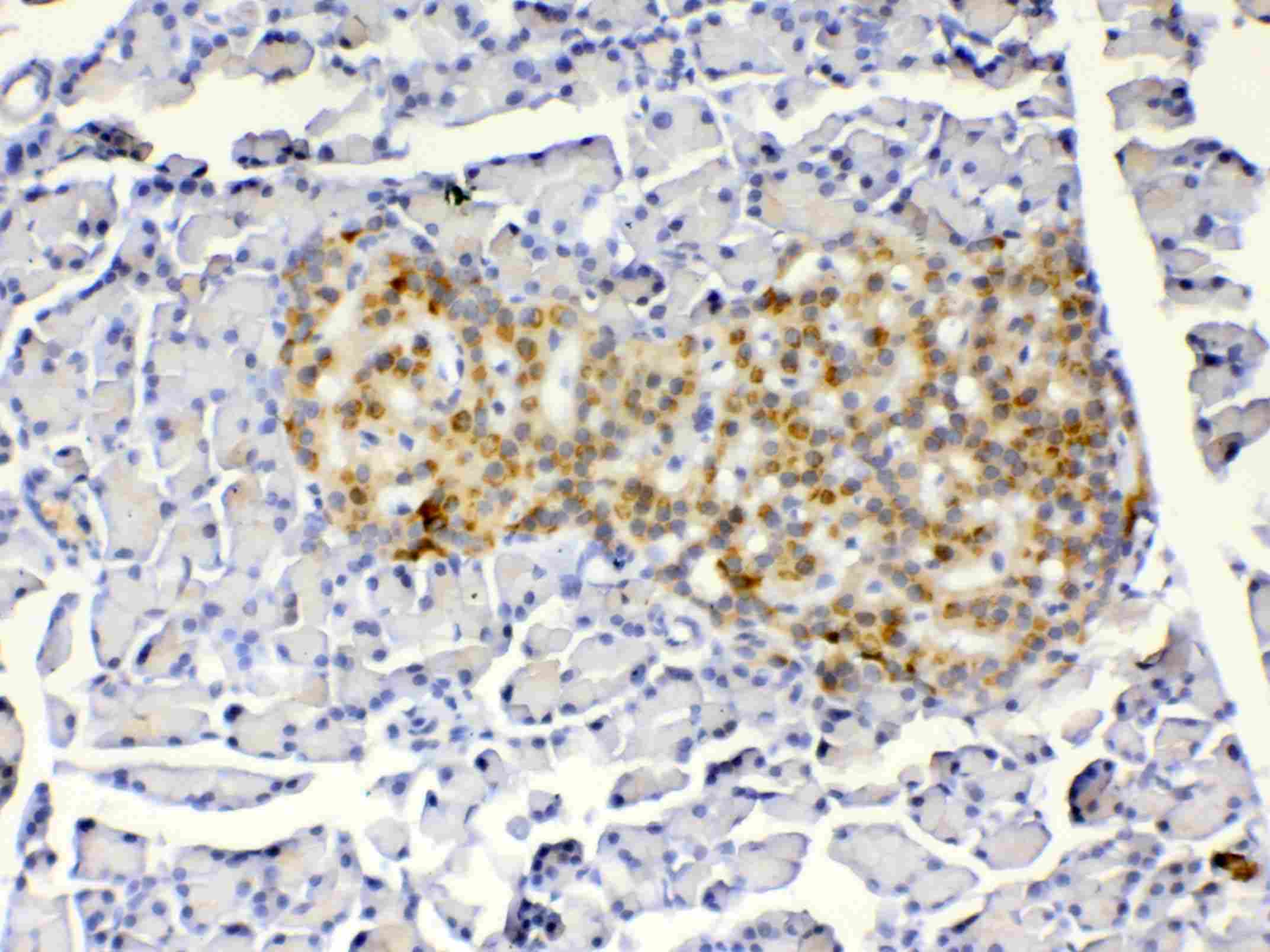 IGFBP1 Antibody