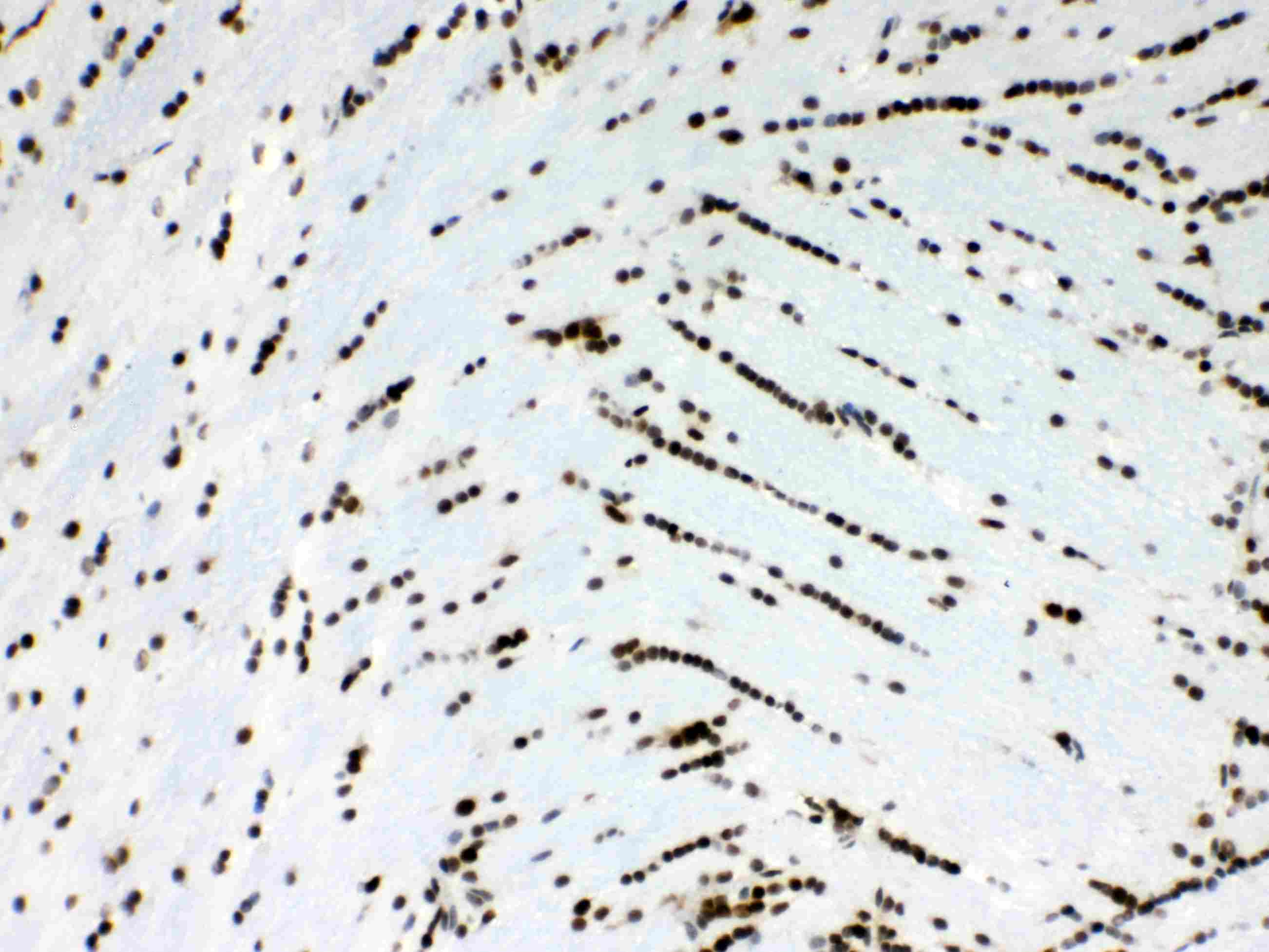 Polyclonal Rabbit anti-Human MSI1 / Musashi 1 Antibody (IHC, WB)
