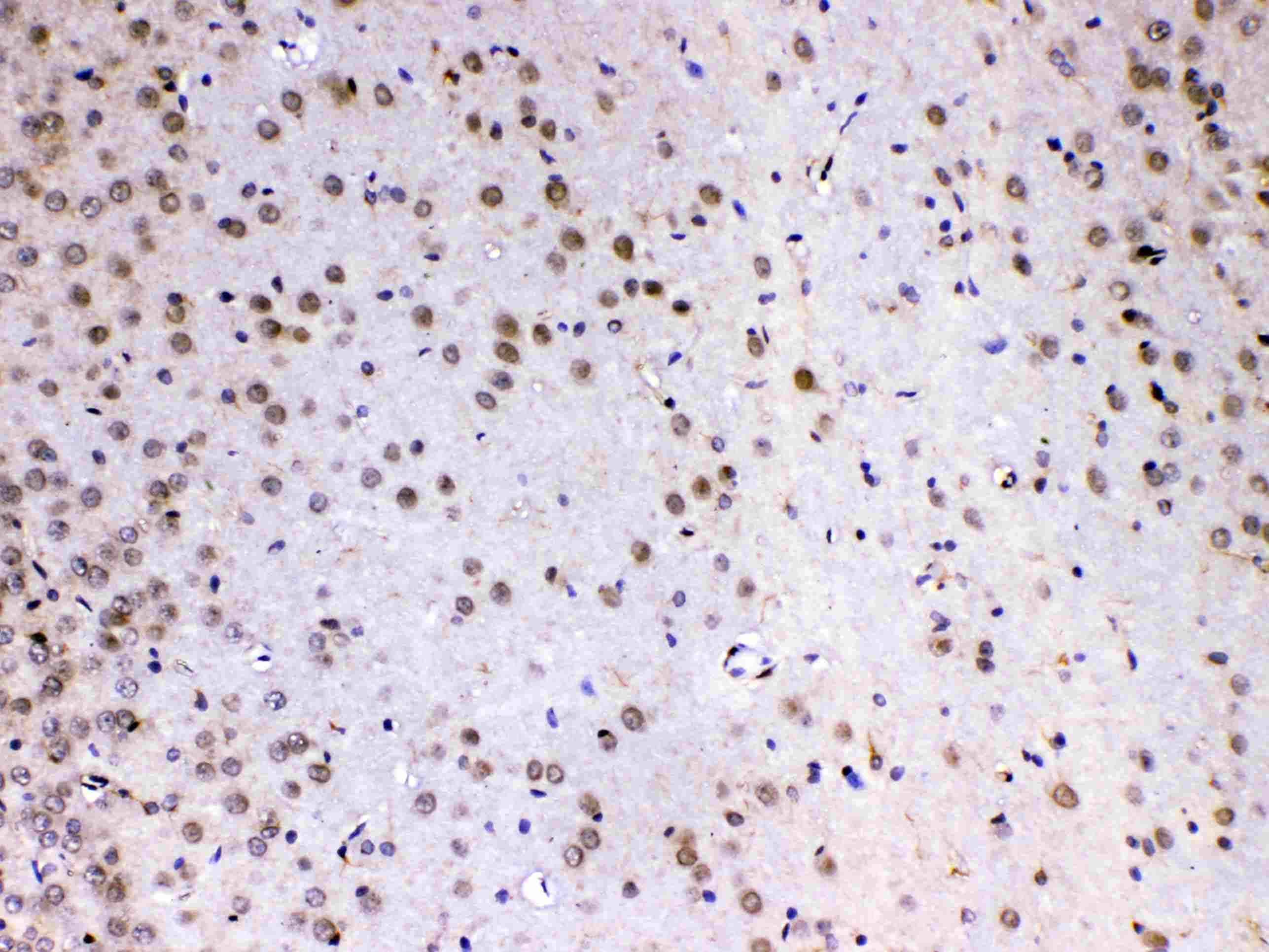 MED4 Antibody