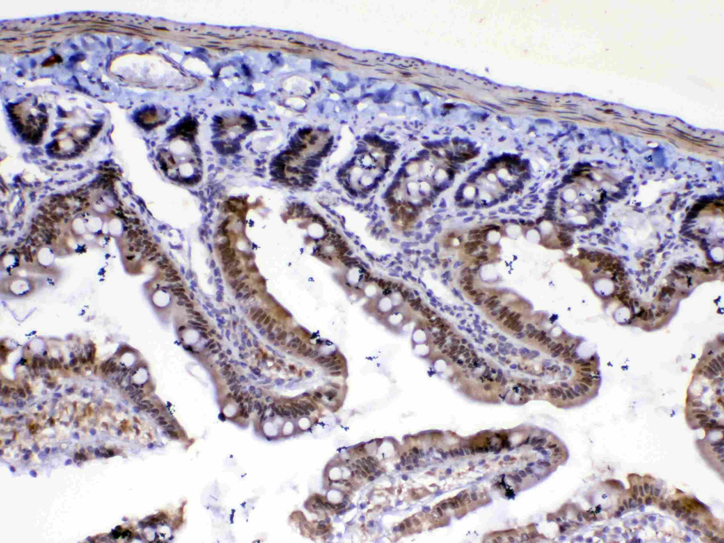 MED4 Antibody