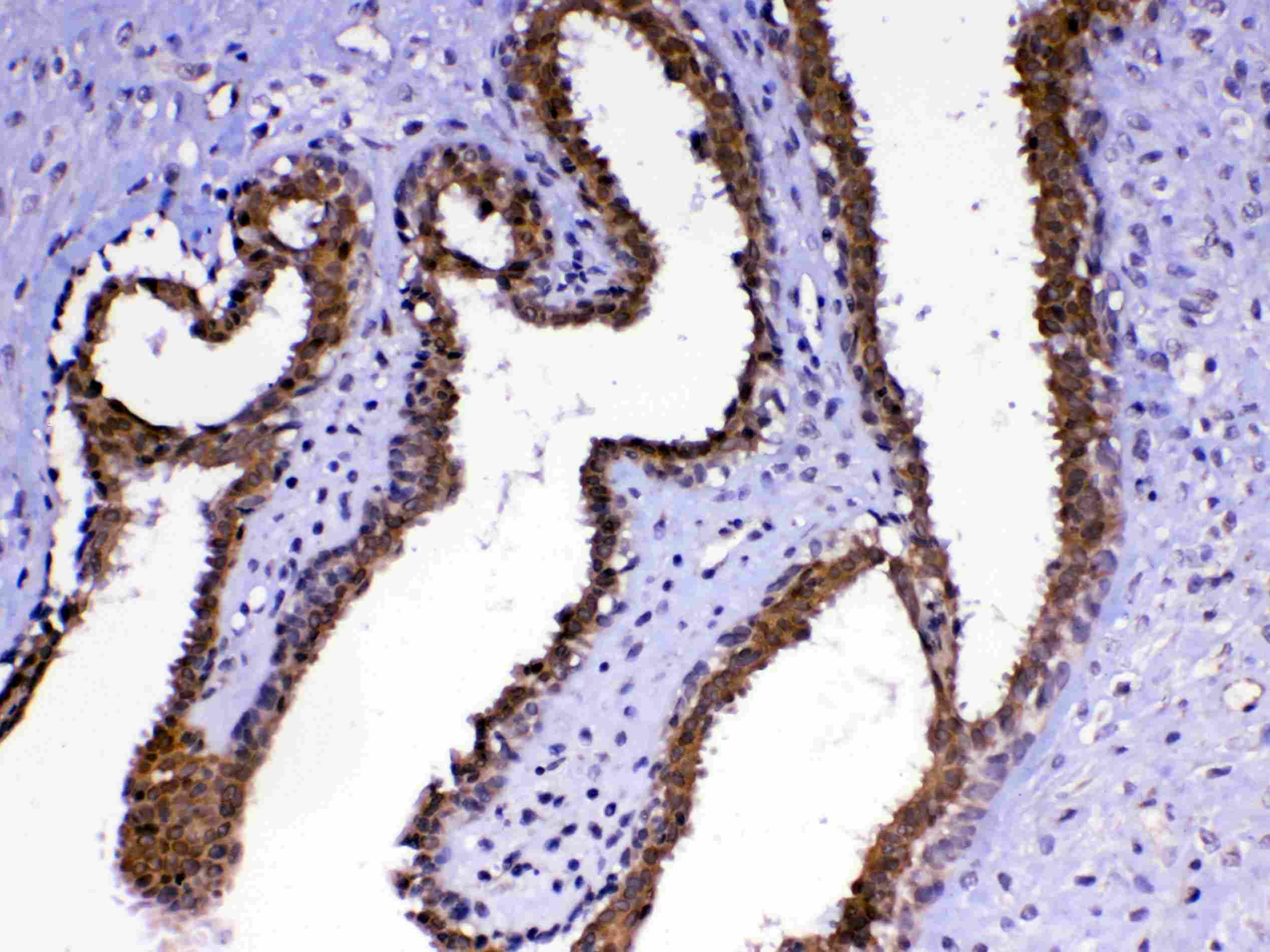 MED4 Antibody