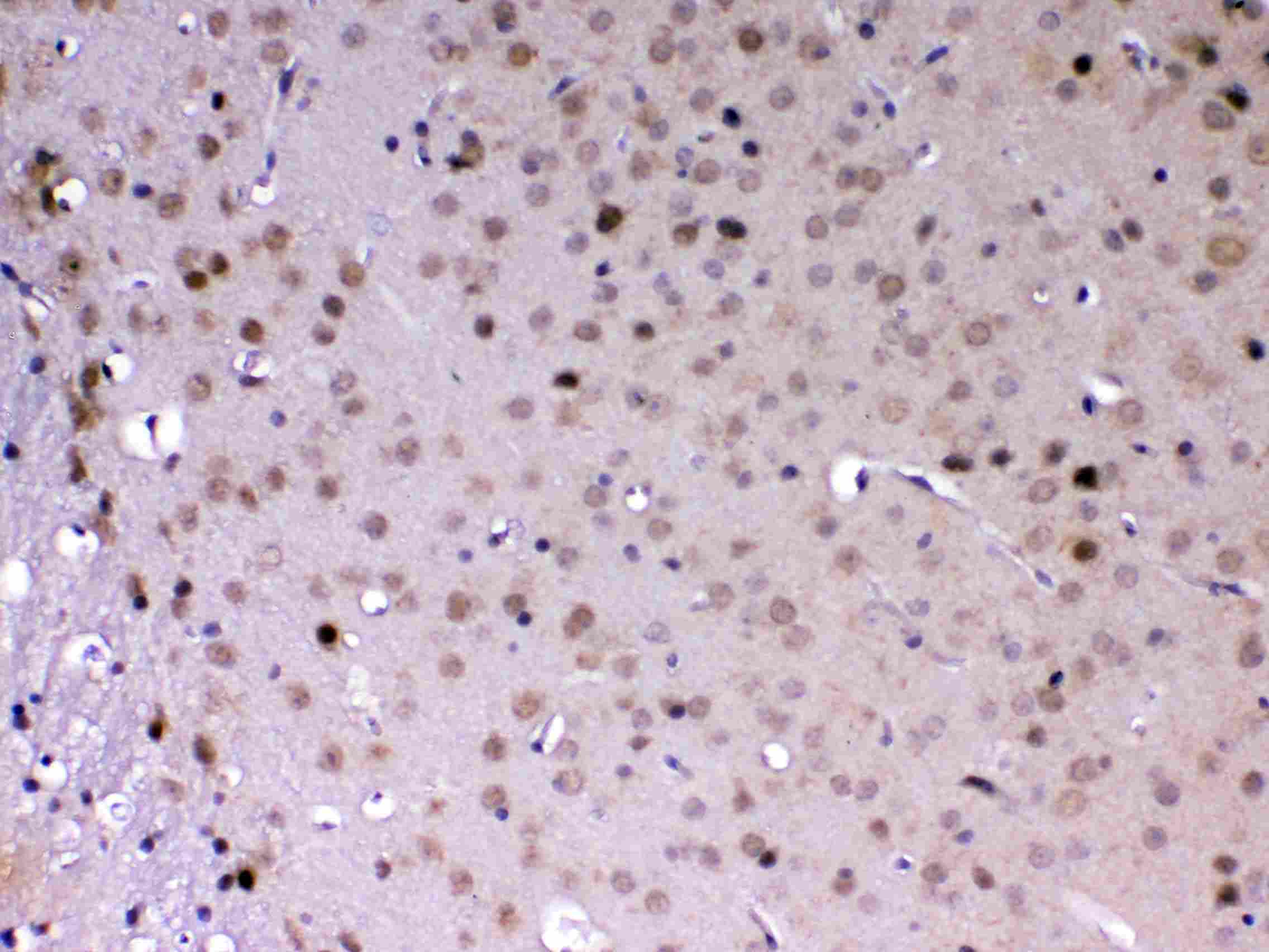 MED18 Antibody
