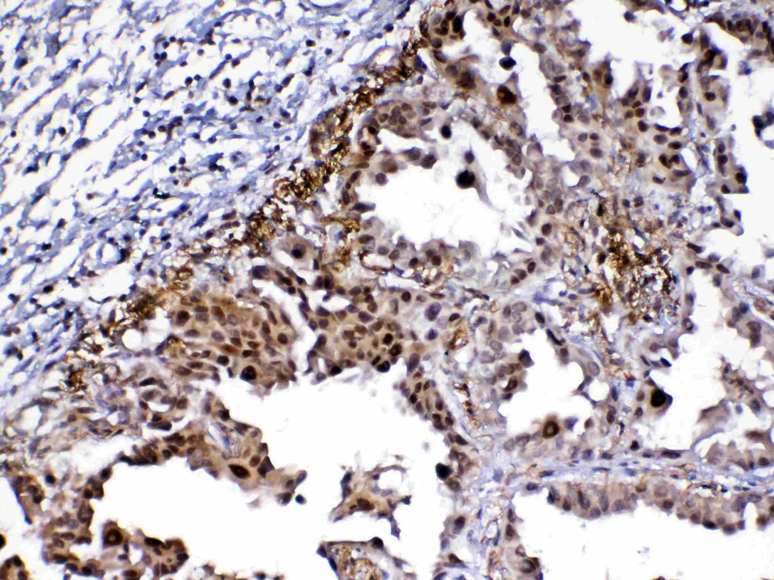 MED9 Antibody