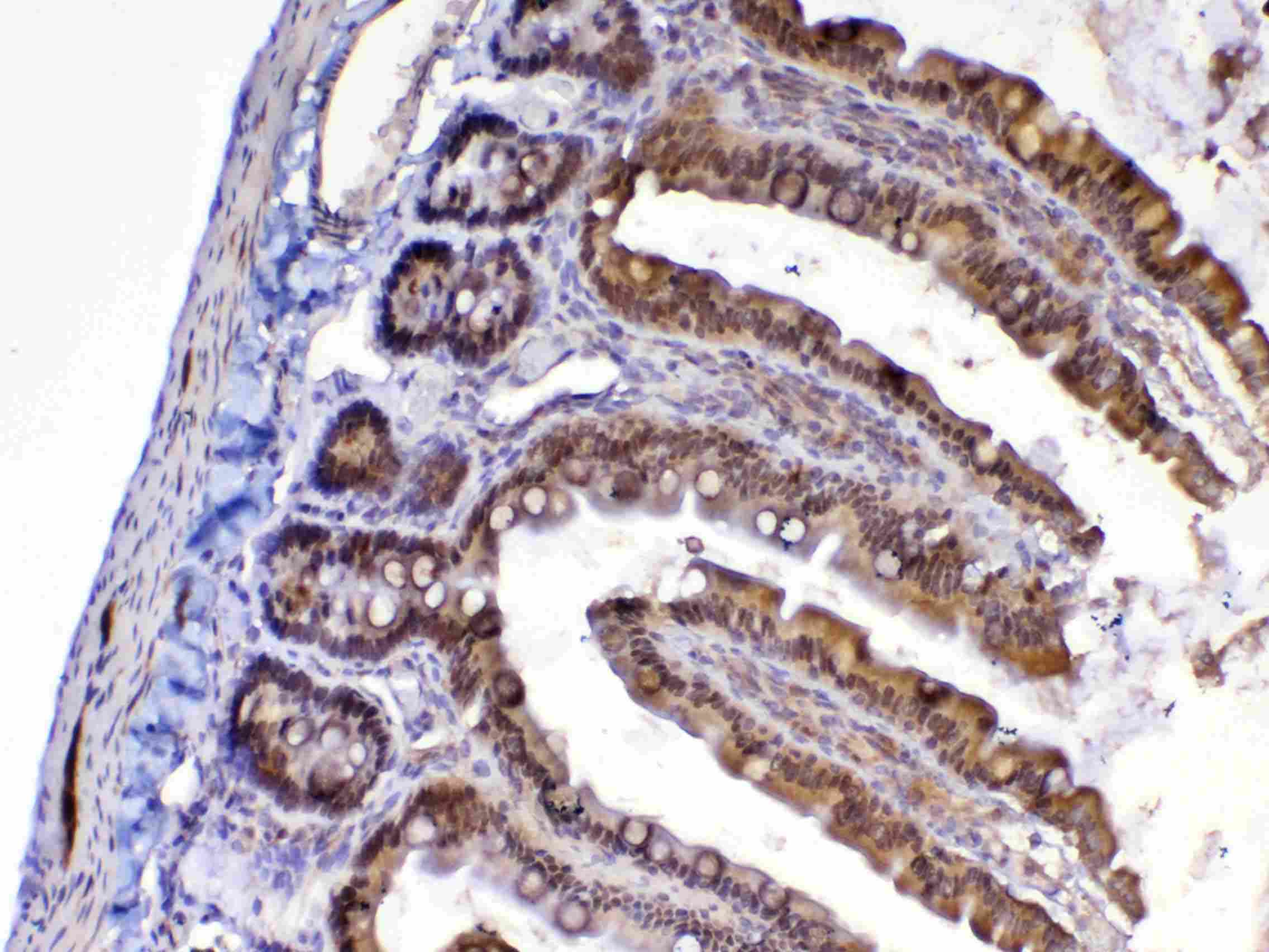 MED9 Antibody