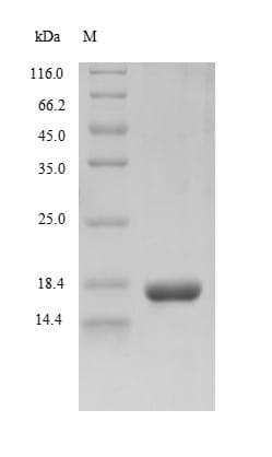 Rhesus Cytomegalovirus gB Protein (Recombinant 10His, N-terminus + Myc, C-terminus)