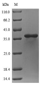 Staphylococcus aureus HLB Protein (Recombinant 10His, N-terminus)