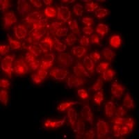 Polyclonal Rabbit anti-Human CD55 Antibody (IF, WB)