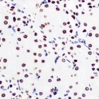Polyclonal Rabbit anti-Human HIST3H3 Antibody (IHC, IF, WB)