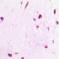 Polyclonal Rabbit anti-Human HIST3H3 Antibody (IHC, IF, WB)