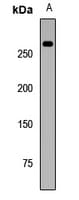Polyclonal Rabbit anti-Human CD45 / LCA Antibody (IHC, WB)