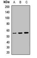 CD5 Antibody