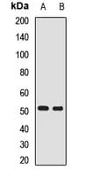 Polyclonal Rabbit anti-Human CD55 Antibody (IF, WB)