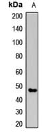 CLN3 Antibody