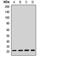 Polyclonal Rabbit anti-Human Cnpy2 / TMEM4 Antibody (WB)