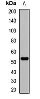 Polyclonal Rabbit anti-Human EDIL3 / DEL1 Antibody (IHC, WB)