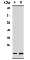 ERH Antibody