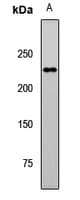 FANCM Antibody