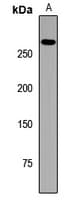 Polyclonal Rabbit anti-Human GBF1 Antibody (IHC, WB)