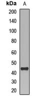 Polyclonal Rabbit anti-Human GIF / Intrinsic Factor Antibody (IF, WB)