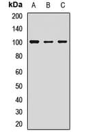 GPR49 / LGR5 Antibody