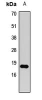 Polyclonal Rabbit anti-Human HIST3H3 Antibody (IHC, IF, WB)