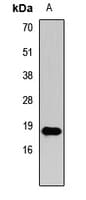 Polyclonal Rabbit anti-Human HIST3H3 Antibody (IHC, IF, WB)