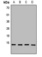 Polyclonal Rabbit anti-Human HIST3H3 Antibody (IHC, WB)