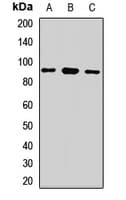 LARP4 Antibody