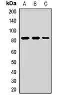 Polyclonal Rabbit anti-Human MCM7 Antibody (IF, WB)
