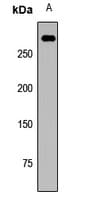 Polyclonal Rabbit anti-Human MDC1 Antibody (IHC, WB)