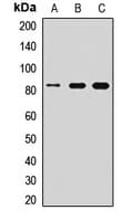 Polyclonal Rabbit anti-Human MFN1 Antibody (WB)