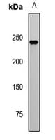 Polyclonal Rabbit anti-Human NEFH / NF-H Antibody (IHC, WB)