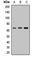 NPLOC4 Antibody