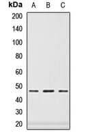 Polyclonal Rabbit anti-Human PAX6 Antibody (IF, WB)