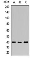 Polyclonal Rabbit anti-Human PDX1 Antibody (WB)