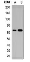 RARS2 / ARGRS Antibody