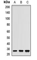 RNF166 Antibody