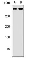SETD2 Antibody