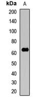 Polyclonal Rabbit anti-Human SIGLEC12 Antibody (WB)