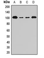 SP100 Antibody