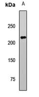 TET2 Antibody
