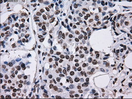 KIAA0153 / TTLL12 Antibody (clone OTI4B2)