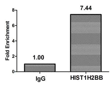 Polyclonal Rabbit anti-Human HIST1H2BB Antibody (IHC, IF)