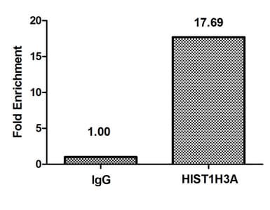 HIST1H3A Antibody