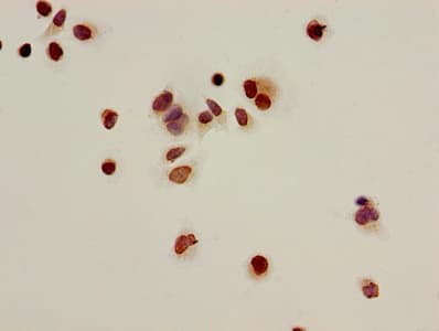 Polyclonal Rabbit anti-Human HIST1H2BB Antibody (IHC, IF)