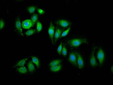 EIF1 Antibody
