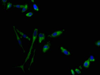 GPR1 Antibody