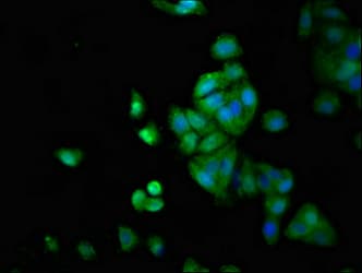 LTK Antibody