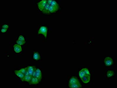 FCHO1 Antibody