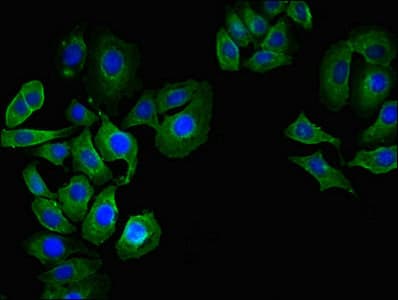 Polyclonal Rabbit anti-Human CD55 Antibody (IHC, IF)